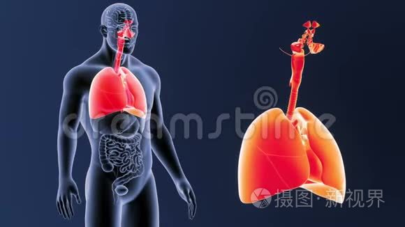 呼吸系统和心脏放大器官视频