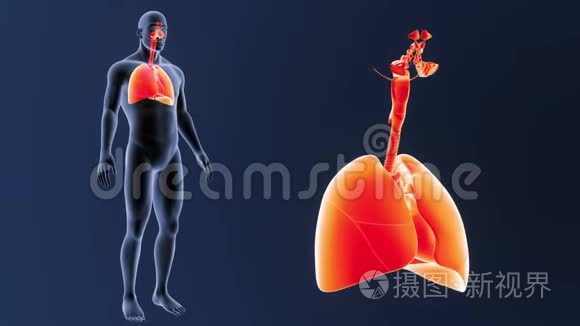 呼吸系统和心脏放大视频