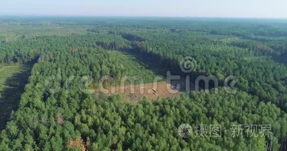 种植木材以进一步切割的全景区视频