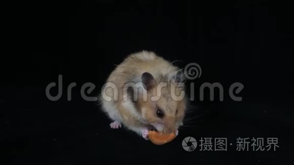 一只棕色的大仓鼠吃胡萝卜。