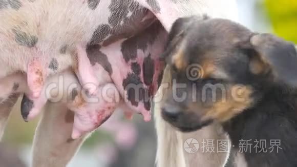 一只可爱的无家可归的小狗在户外吮吸他母亲的乳房。 流浪狗用一只饥饿的小狗喂她mov格式视频下载-正版视频编号043rw8-摄图新视界视频库