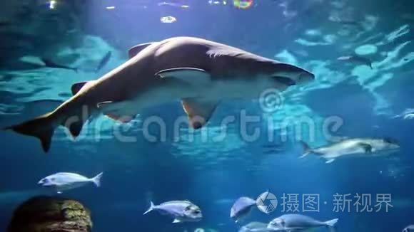 水族馆环境中鲨鱼的特写镜头视频