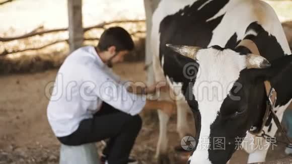 在农场挤奶的年轻人视频
