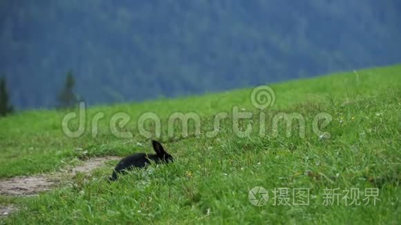 黑兔坐在高山山脉的绿草坪上