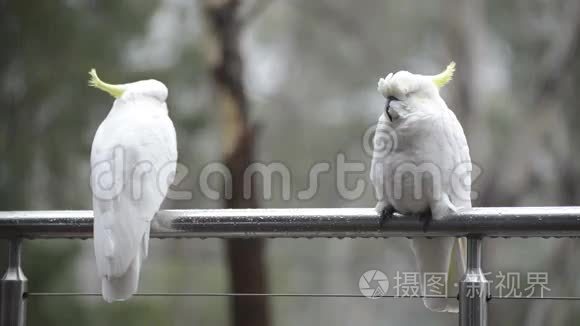 鹦鹉在雨中视频