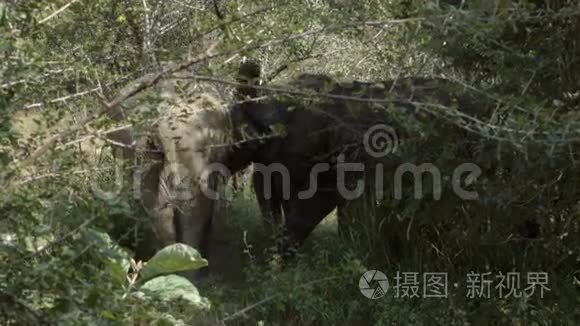 一群大象在它们的自然栖息地视频