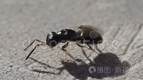 小黑虫清理它的身体和飞行视频