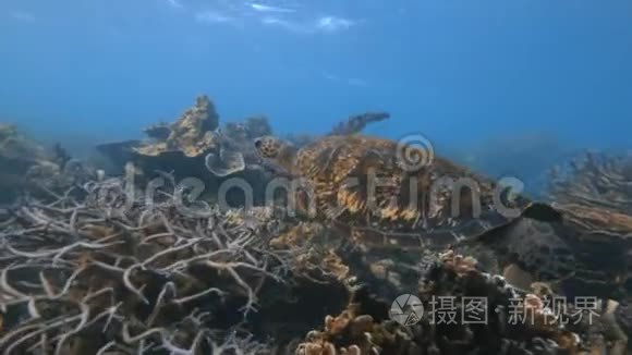 不同的珊瑚礁在缓慢运动视频