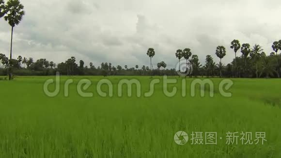 泰国绿色水稻种植高空飞行视频视频