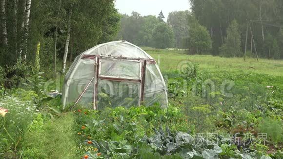 雨水落在有红伞的温室里视频