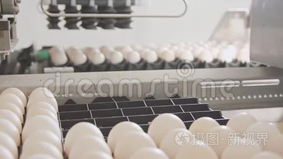 在养鸡场用机器分拣新鲜鸡蛋视频