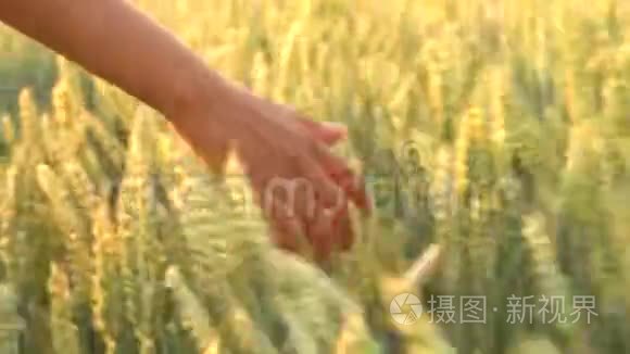 年轻的混血成年女性女孩子在日落或日出时手握大麦作物的顶端