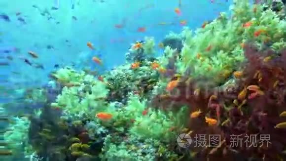 热带鱼类对充满活力的珊瑚礁