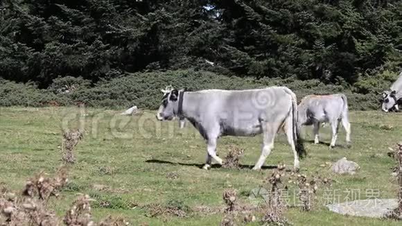 法国比利牛斯区的大牛