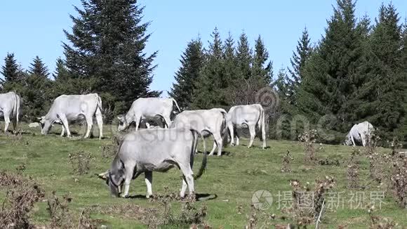 法国比利牛斯区的大牛