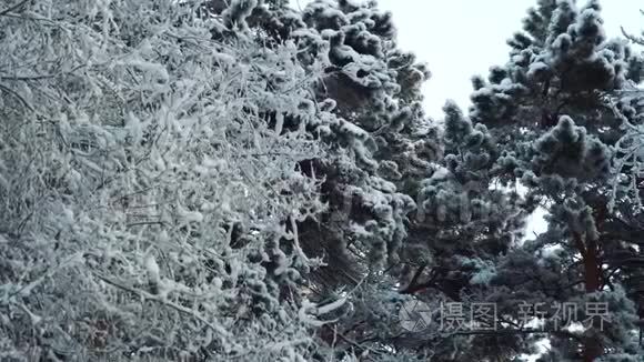 树木的冬季森林景观..