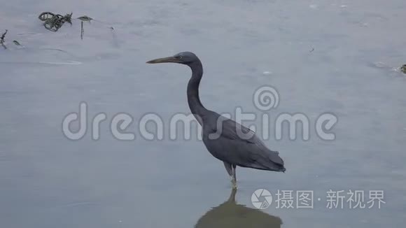 太平洋礁鹭鹭水猎视频