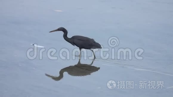 太平洋礁鹭鹭水猎视频