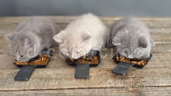 小猫吃小盘子里的宠物食品视频