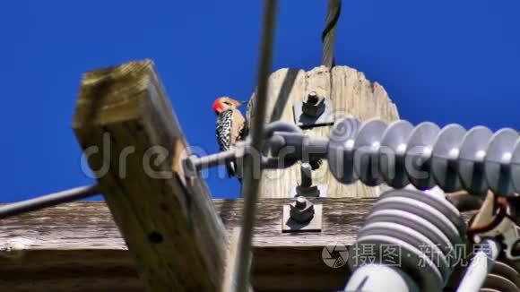 4K电线杆上的红编啄木鸟