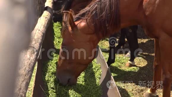 棕马在农家院里吃干草视频