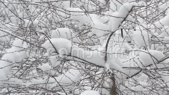 雪落在樱花树枝的背景上视频