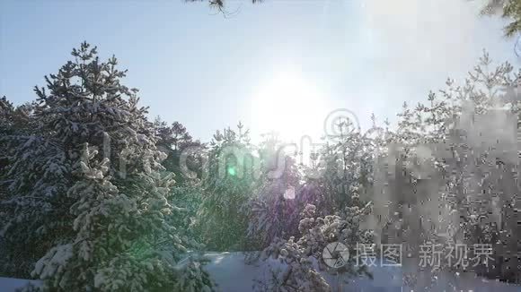 冬天森林里降雪圣诞节视频