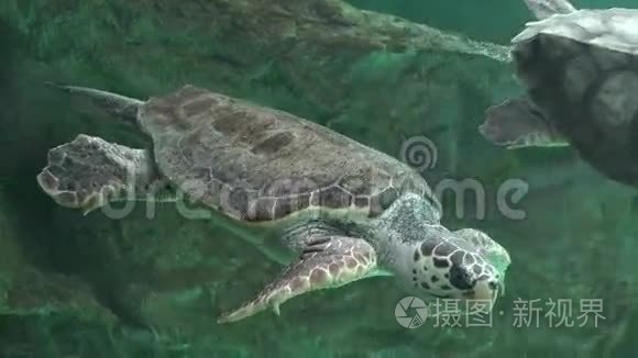 海龟和其他海洋生物视频