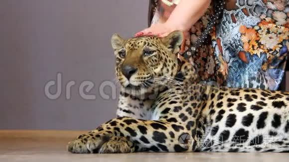 女人的手抚摸着一只豹子视频