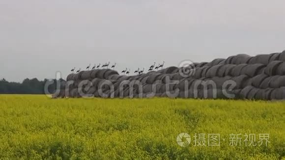 草捆和油菜地上的一大群白鹳视频