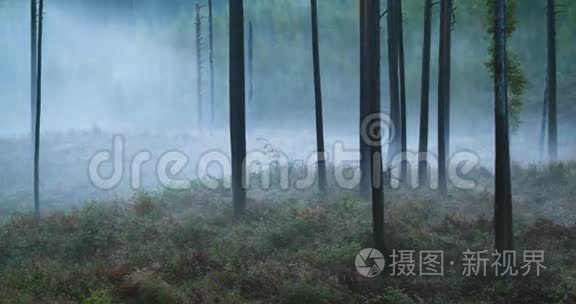 穿过松树林的雾气流逝视频