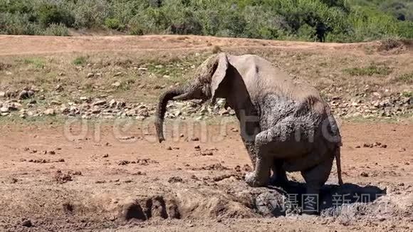 大象泥浴视频