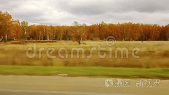 秋季森林运动视频