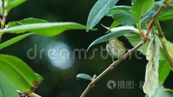 东冠莺在枝上活动视频