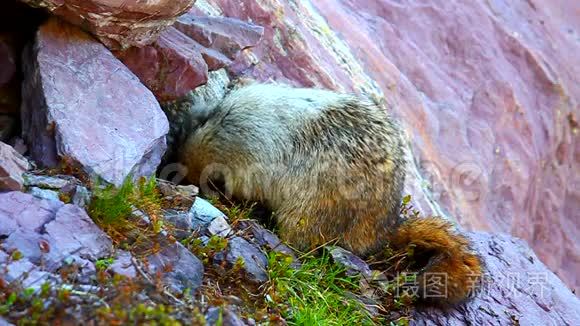 胡里·马尔莫特(Marmota Caligata)