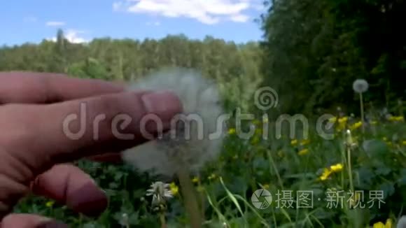 绿草背景上的蒲公英