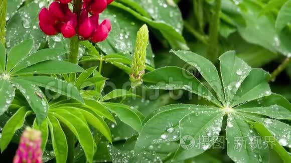 有雨滴的卢平花和叶子视频