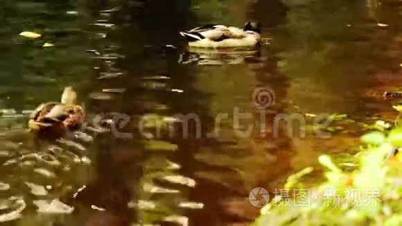一群鸭子在森林湖上游泳视频