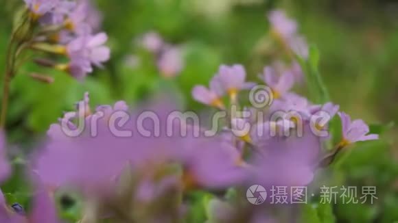 野花和植物。 野花。 田野上五颜六色的花。 野草和野花之间的野花近在咫尺