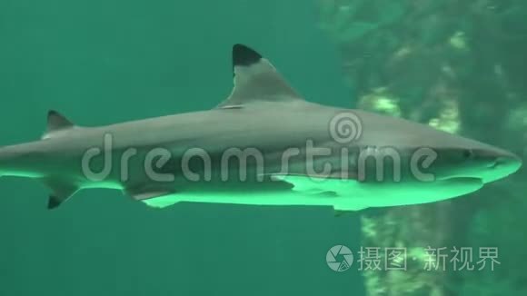 鲨鱼海洋生物和捕食动物视频