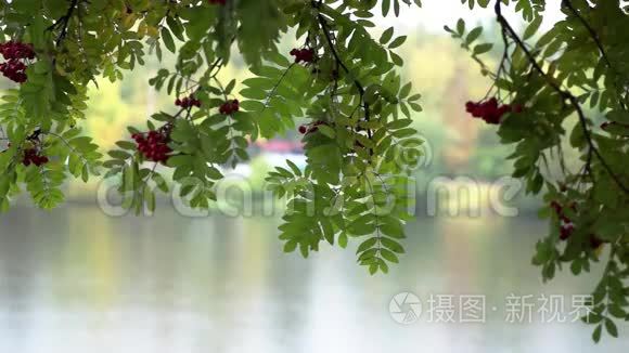 罗文和河流在秋雨下的城市景观视频