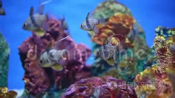 海水在水族馆中的鱼群视频