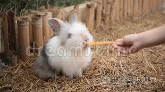 可爱的兔子在笼子里吃胡萝卜。