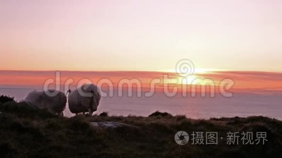 在爱尔兰多尼格尔郡的斯莱夫联盟悬崖上享受日落的羊