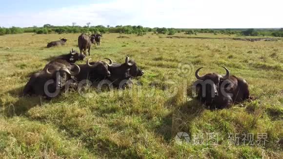 水牛公牛凝视非洲热带草原视频
