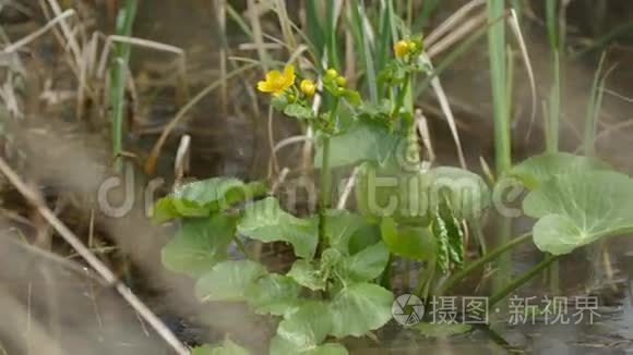 沼泽中的黄色花朵，在花丛上长着黄色的蝴蝶花