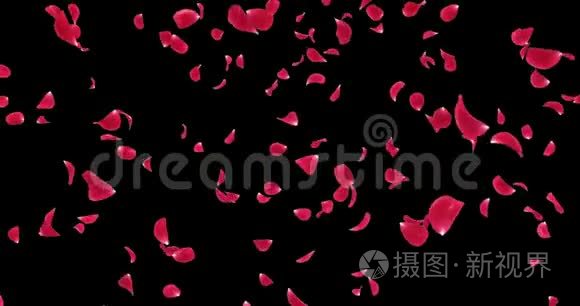 飞扬的暗红色玫瑰花瓣飘落背景阿尔法哑光环4k