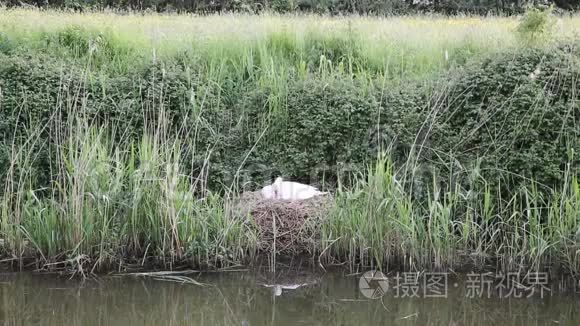 母天鹅在河岸的芦苇丛上筑巢视频