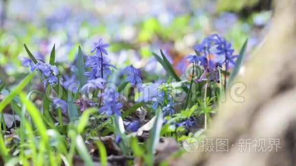 春天树林里的蓝色雪花视频