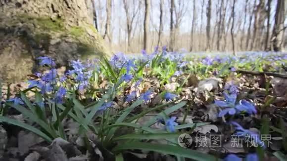 春天树林里的蓝色雪花视频